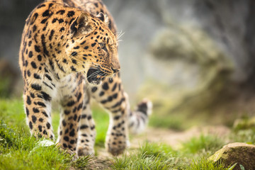 Amur Leopard (Panthera pardus orientalis) - obrazy, fototapety, plakaty