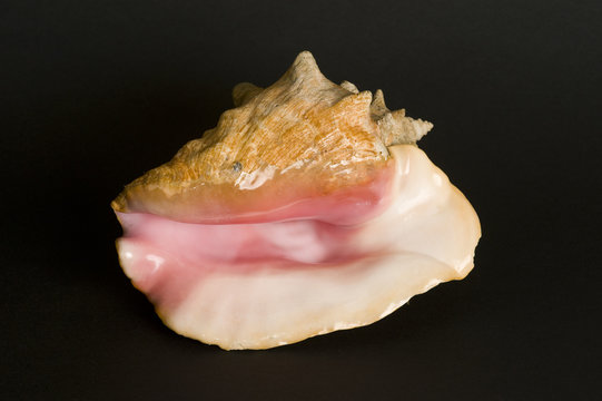 Conch shell. A protected species.