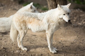 Naklejka premium Arctic Wolf (Canis lupus arctos) aka Polar Wolf or White Wolf -