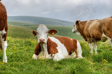 Fototapeta na wymiar Portrait of a cow in the Alps.