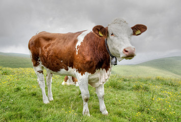 Portrait of a cow in the Alps.