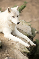 Obraz premium Arctic Wolf (Canis lupus arctos) aka Polar Wolf or White Wolf -