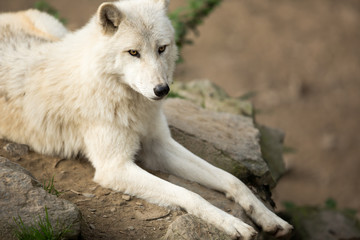Arctic Wolf (Canis lupus arctos) aka Polar Wolf or White Wolf -