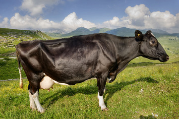 Portrait of a cow in the Alps.