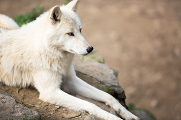 Obraz na płótnie Canvas Arctic Wolf (Canis lupus arctos) aka Polar Wolf or White Wolf -