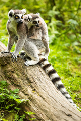 Lemur kata (Lemur catta)