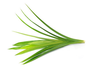 Fresh Pandan leaves on white background