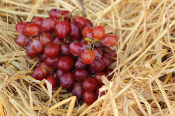 Bunch of grapes on straw