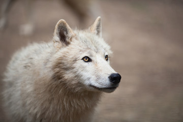 Loup arctique (Canis lupus arctos) alias loup polaire ou loup blanc -