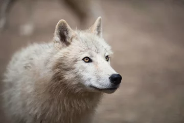 Papier Peint photo Loup Loup arctique (Canis lupus arctos) alias loup polaire ou loup blanc -