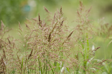 Tall field grass