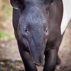 Fototapeta premium Malayan Tapir, also called Asian Tapir