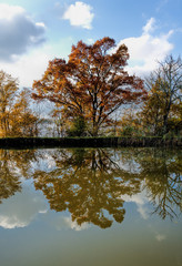 autumn tree and reflection