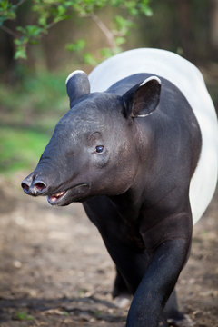 Malayan Tapir, also called Asian Tapir