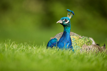 Obraz premium Splendid peacock (Pavo cristatus)