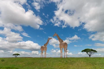 Wallpaper murals Giraffe Giraffe