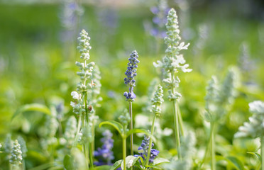 asia lavender flowers