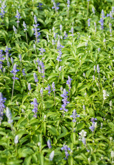 asia lavender flowers