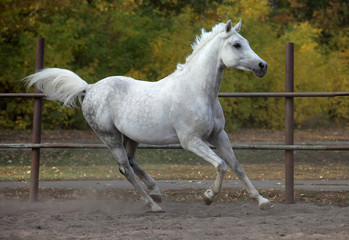 Spotted white horse in running pose