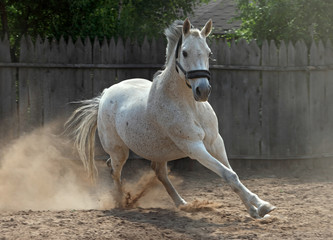 Andalusian horse galloping in farm