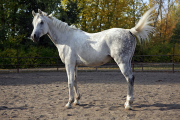 Obraz na płótnie Canvas Picture of majestic white arabian horse