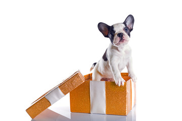 French bulldog puppy in present box isolated on white