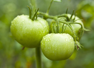 green tomatoes