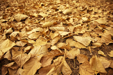 Autumn Leafs Background