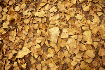 Autumn Leafs Background