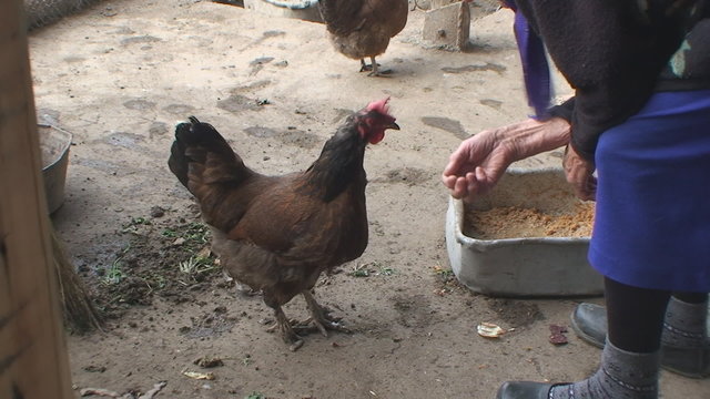 multi-colored chicken pecks grain from a hand