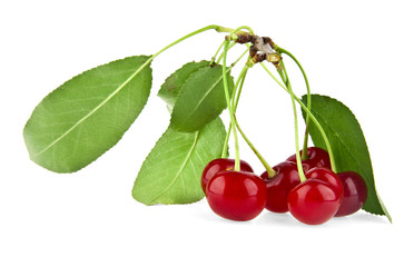 cherry