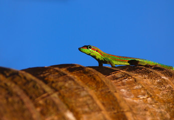 Gecko on blue sky