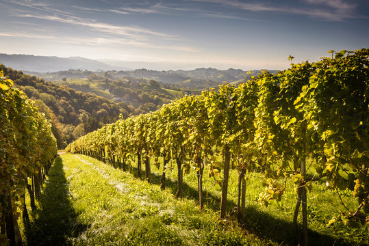 Styrian Tuscany Vineyard Austria