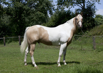 Obraz na płótnie Canvas Horse Palomino portrait