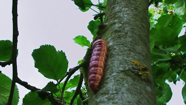 large colorful caterpillar crawling on the tree