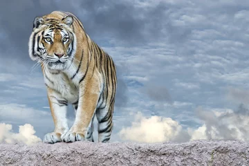 Papier Peint photo Autocollant Tigre Tigre de Sibérie prêt à attaquer en vous regardant