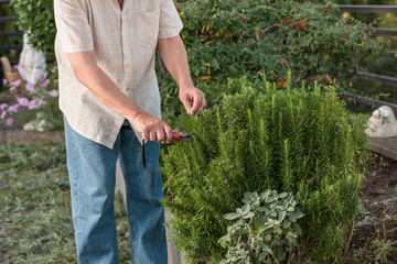 Rosmarin mit einer Gartenschere  beschneiden