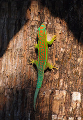 Gecko on tree trunk