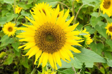 Obraz premium “Pot Orange” Sunflower in Summer