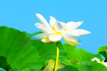 Fototapeta na wymiar White lotus flower and the blue sky