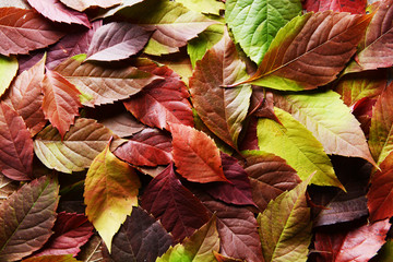 Bright background made of autumn leaves