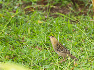 Seychellois female sparrow