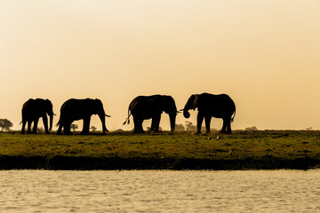 Fototapeta na wymiar African Elephant in Chobe National Park