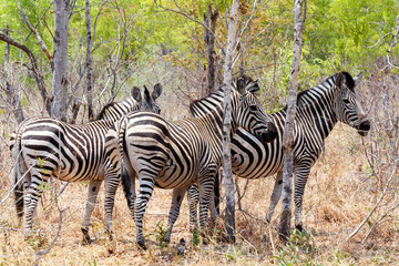 Zebra foal in african tree bush.