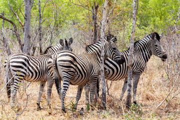 Fototapeta na wymiar Zebra foal in african tree bush.