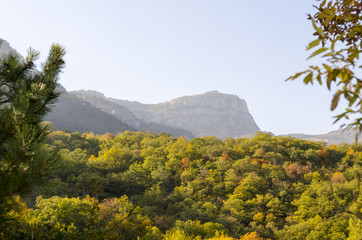 Forest travel mountain