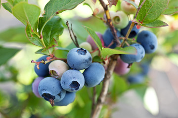 Blueberries on a shrub.