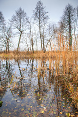 reflection of trees in water