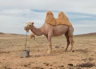 Papier Peint photo Lavable Chameau  camel farm