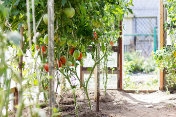 Ripe tomatoes  growing in a greenhouse.